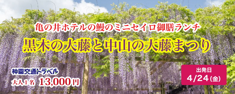 黒木の大藤と中山の大藤まつり